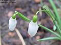 2004-0205snowdrops